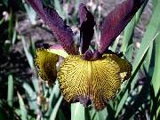 spuria Cinnamon Stick